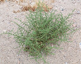 Tumbleweed (Kali tragus) as the green plant