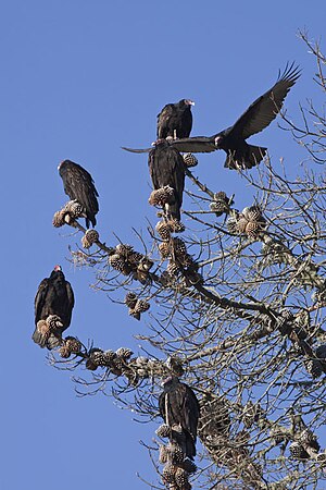 Cathartes Aura: Nome común, Descripción, Distribución y hábitat