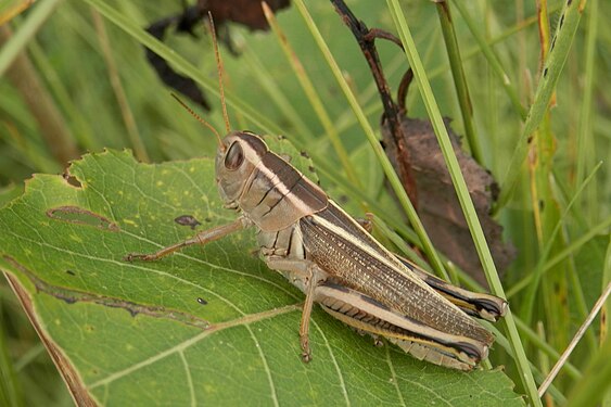 Grasshopper (Caelifera)