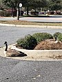 Two Canadian Geese