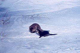 Two North American river otters in snow - DPLA - 7c2874bb9fabf4c9a7a91d03572b1758.jpg