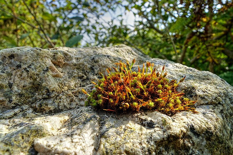 File:Ulota bruchii on rock.jpg