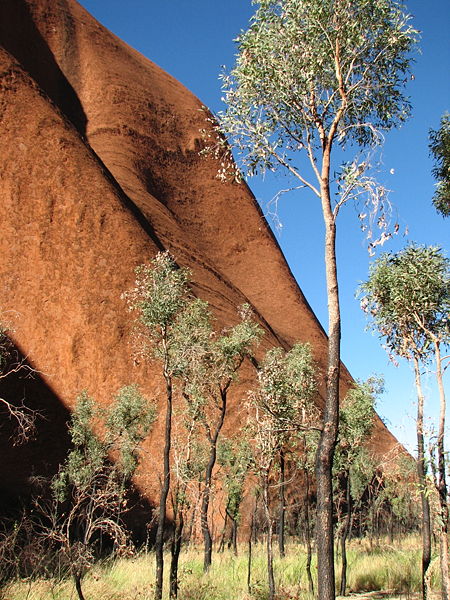 https://upload.wikimedia.org/wikipedia/commons/thumb/c/c1/UluruBaseTrees.JPG/450px-UluruBaseTrees.JPG