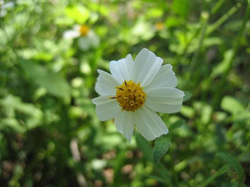 File:Unidentified Flower Digon3.JPG