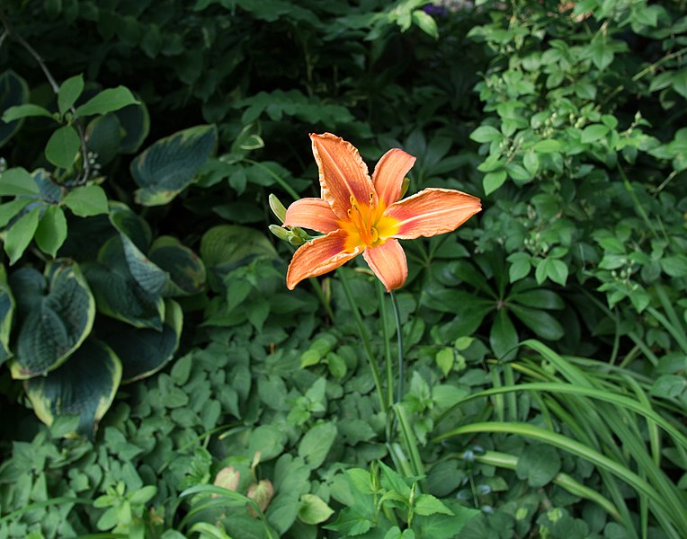 File:Unidentified lily in Central Park (81613).jpg