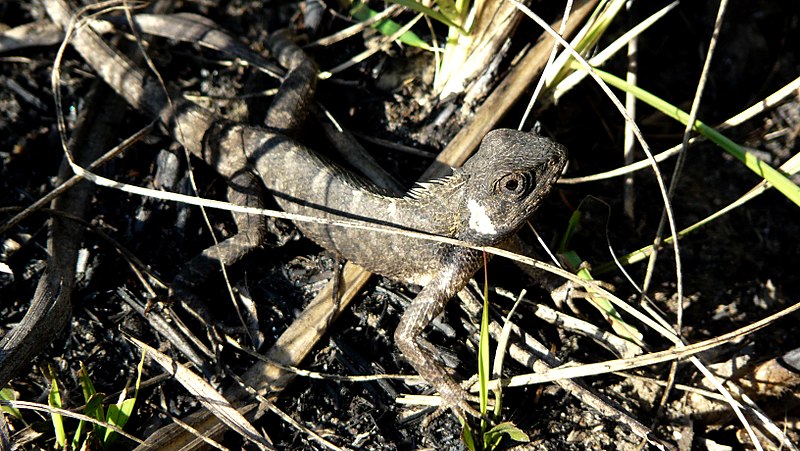 File:Unknown lizard - Flickr - gailhampshire.jpg