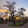Baum und Frecher Fratz in der Uracherstraße während des Sonnenuntergangs