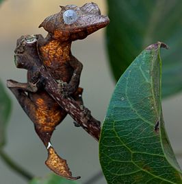 Uroplatus ebenaui