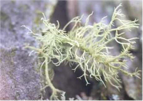 Usnea hirta