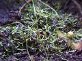 Utricularia bisquamata leaves