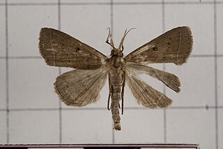 <i>Simplicia butesalis</i> Species of moth