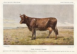 vache bretonne (froment du Léon)