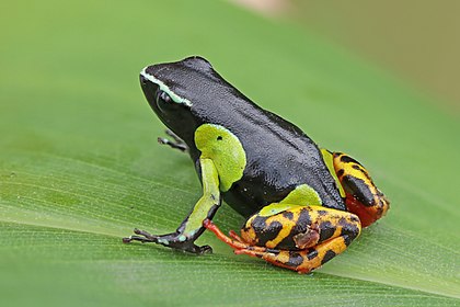 Mantella baroni, comumente conhecida como mantella-de-Baron, rã-dourada-variegada ou rã-venenosa-de-Madagascar, é uma espécie de rã da família Mantellidae. É nativa de Madagascar e aqui é vista no Parque Nacional Ranomafana, no sudeste do país. A espécie foi descrita em 1888 por George Albert Boulenger, que a batizou com o nome de seu coletor, Richard Baron. Foi classificada como uma espécie pouco preocupante pela União Internacional para a Conservação da Natureza devido à sua distribuição relativamente ampla, mas está ameaçada pela perda de habitat. A dieta da rã inclui ácaros, que fazem com que ela acumule alta concentração de alcaloides na pele, tornando-a tóxica. As cores brilhantes podem servir como um sinal de alerta para predadores potenciais da toxicidade da rã. (definição 4 302 × 2 869)