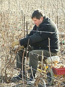 Winemaker Vigneron.jpg