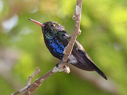 Ibolyakékmellű kolibri (Damophila julie)