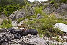 Vipera Berus nel Parco naturale delle Dolomiti Friulane.