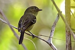 Vireo nanus imported from iNaturalist photo 58199583 on 3 April 2021.jpg