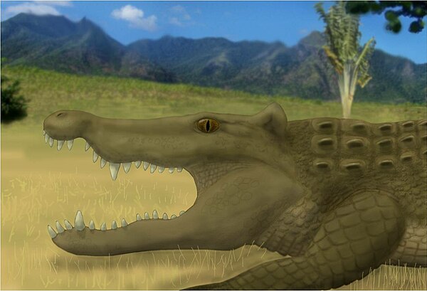 Reconstruction of V. robustus