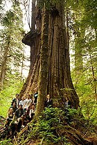 Tolkien Giant, Upper Walbran Valley.