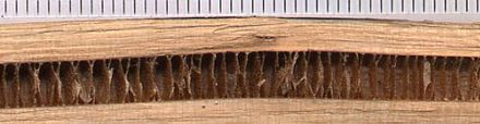 Walnut shoot cut longitudinally to show chambered pith, scale in mm