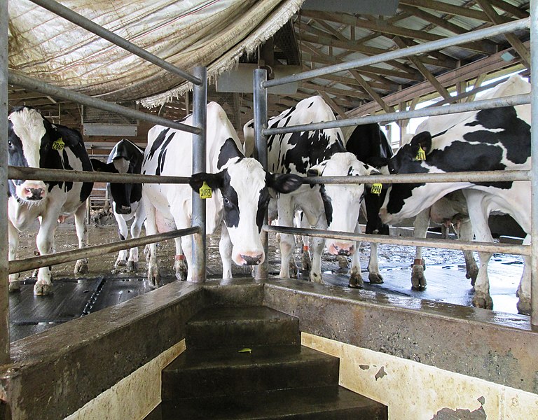 File:Wanner's Farm Narvon Pennsylvania milking parlour cows waiting.jpg