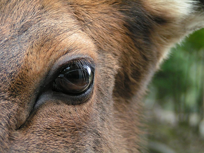 File:Wapiti Eye.jpg