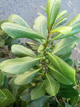 <i>Warburgia</i> Genus of flowering plants