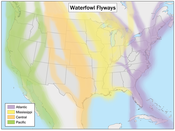 that 40% of American migrating waterfowl use the Mississippi Flyway?