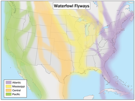 Flyway distribution for N. American waterfowl: Atlantic, Mississippi, Central, and Pacific Flyways. Waterfowlflywaysmap.png