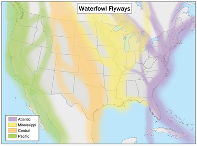 Waterfowl flyways of North America Waterfowlflywaysmap.png