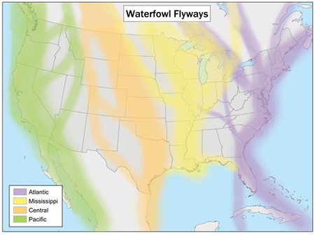Waterfowl flyways in the United States.
The Pacific Flyway is in green. Waterfowlflywaysmap.png