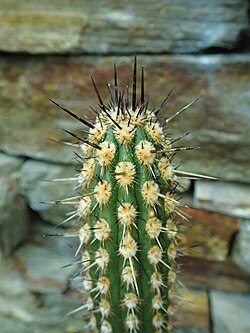 Weberbauerocereus cephalomacrostibas 2020-02-08 6998.jpg