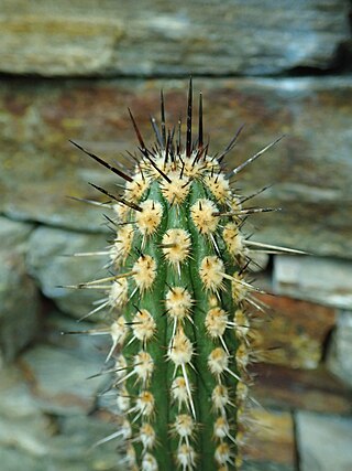 <i>Weberbauerocereus cephalomacrostibas</i> Species of cactus
