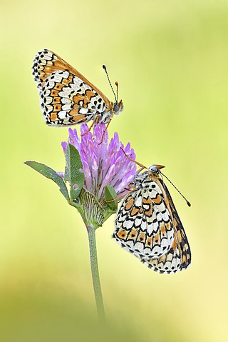 Melitaea cinxia