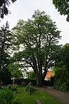 Hornbeam Maichinger Friedhof 01.jpg