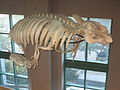 Squelettes exposés au Musée des sciences naturelles de Caroline du Nord.