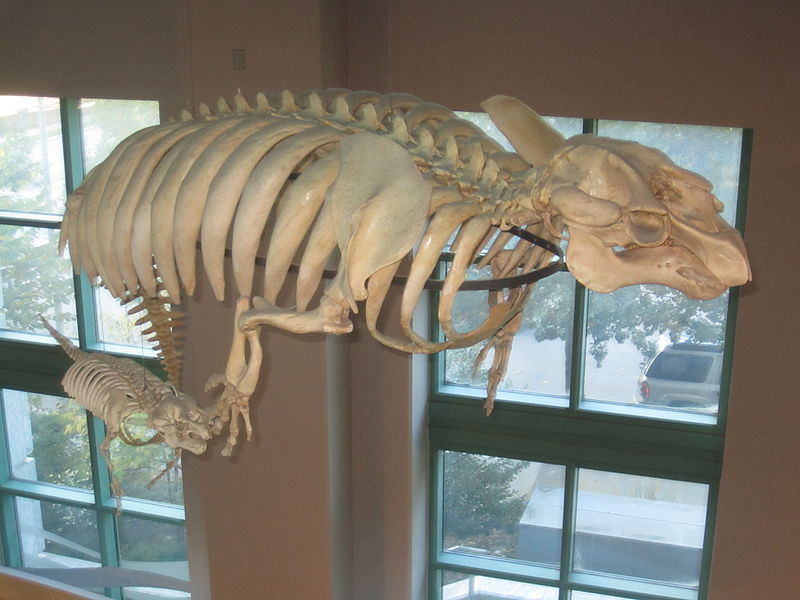 File:West Indian manatee skeletons NC.jpg