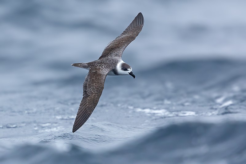 File:White-necked Petrel 0A.jpg