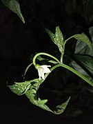 White flower of chili paper at night