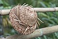 * Nomination Balinese Farmer Hat--Eka343 15:48, 17 January 2024 (UTC) * Decline  Oppose Insufficient DOF, parts of the top of the hat that closer to the camera are out of focus. --C messier 21:30, 23 January 2024 (UTC)