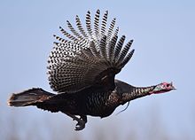 Wild Turkey (25473218982).jpg