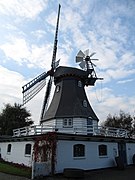 Windmühle Vergißmeinnicht