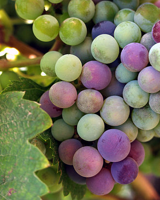 Wine grapes undergoing veraison Wine grapes baja.jpg