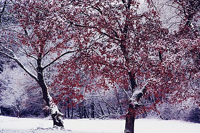 Winterlicher Spaziergang.jpg