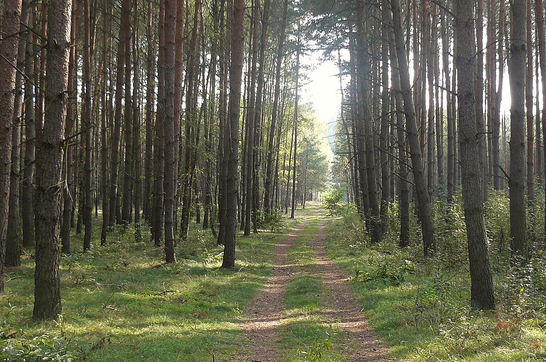 Klasyfikacja gleb leśnych Polski