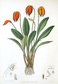 Masdevallia militaris Masdevallia coccinea