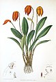 Masdevallia coccinea (as syn. Masdevallia militaris) plate in: Florence H. Woolward: The Genus Masdevallia, (1896)