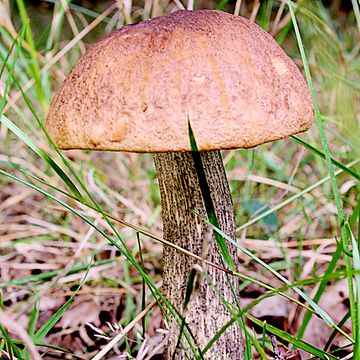 Leccinum quercinum