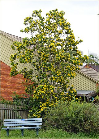 <i>Xanthostemon chrysanthus</i> Species of plant in the family Myrtaceae