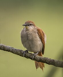 C. c. marabinus, Colombia Yellow-chinned spinetail (Certhiaxis cinnamomeus marabinus) Antioquia.jpg